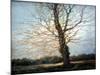 Sunlit Tree-Richard Willis-Mounted Giclee Print