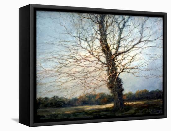 Sunlit Tree-Richard Willis-Framed Stretched Canvas