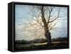 Sunlit Tree-Richard Willis-Framed Stretched Canvas