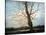 Sunlit Tree-Richard Willis-Stretched Canvas