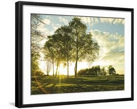 Sunlit Trees-Assaf Frank-Framed Giclee Print