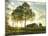 Sunlit Trees-Assaf Frank-Mounted Giclee Print