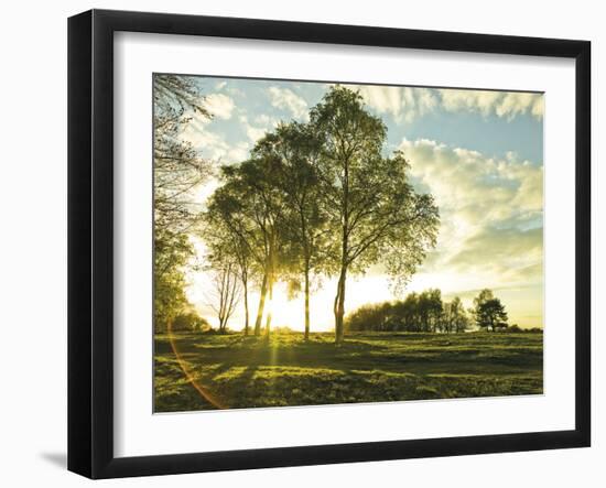 Sunlit Trees-Assaf Frank-Framed Giclee Print