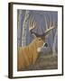 Sunlit Whitetail-Jeffrey Hoff-Framed Giclee Print