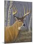 Sunlit Whitetail-Jeffrey Hoff-Mounted Giclee Print