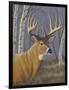 Sunlit Whitetail-Jeffrey Hoff-Framed Giclee Print