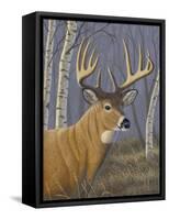 Sunlit Whitetail-Jeffrey Hoff-Framed Stretched Canvas