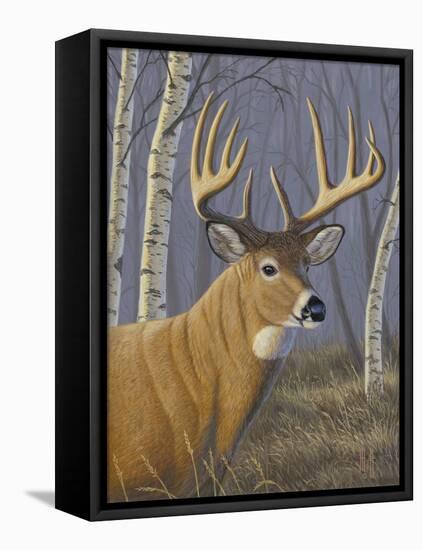 Sunlit Whitetail-Jeffrey Hoff-Framed Stretched Canvas