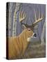 Sunlit Whitetail-Jeffrey Hoff-Stretched Canvas