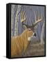 Sunlit Whitetail-Jeffrey Hoff-Framed Stretched Canvas