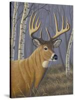 Sunlit Whitetail-Jeffrey Hoff-Stretched Canvas