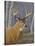 Sunlit Whitetail-Jeffrey Hoff-Stretched Canvas