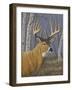 Sunlit Whitetail-Jeffrey Hoff-Framed Giclee Print