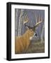 Sunlit Whitetail-Jeffrey Hoff-Framed Giclee Print