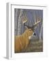 Sunlit Whitetail-Jeffrey Hoff-Framed Giclee Print