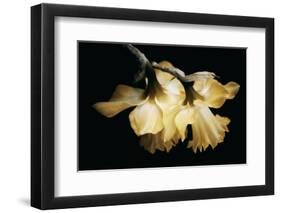 Sunning Daffodils-David Winston-Framed Giclee Print