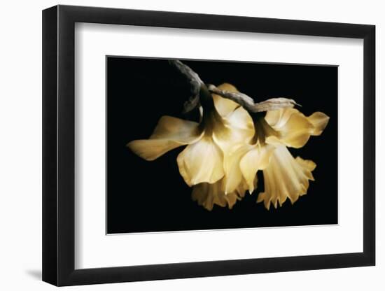Sunning Daffodils-David Winston-Framed Giclee Print