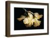 Sunning Daffodils-David Winston-Framed Giclee Print
