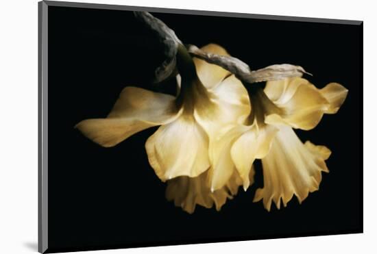 Sunning Daffodils-David Winston-Mounted Giclee Print