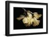 Sunning Daffodils-David Lorenz Winston-Framed Art Print