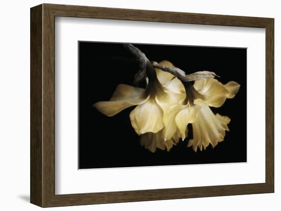 Sunning Daffodils-David Lorenz Winston-Framed Art Print