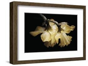 Sunning Daffodils-David Lorenz Winston-Framed Art Print