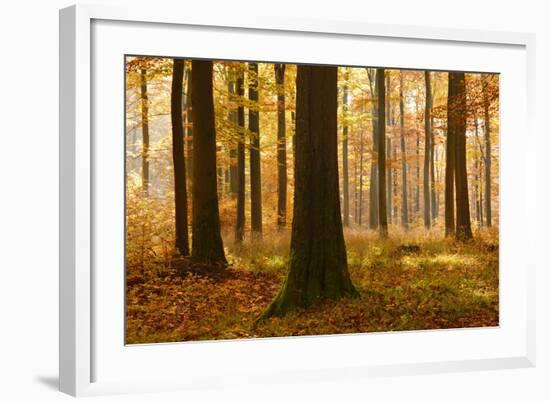 Sunny Beech Forest in Autumn, Harz, Near Allrode, Saxony-Anhalt, Germany-Andreas Vitting-Framed Photographic Print