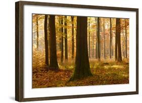 Sunny Beech Forest in Autumn, Harz, Near Allrode, Saxony-Anhalt, Germany-Andreas Vitting-Framed Photographic Print