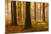 Sunny Beech Forest in Autumn, Harz, Near Allrode, Saxony-Anhalt, Germany-Andreas Vitting-Mounted Photographic Print