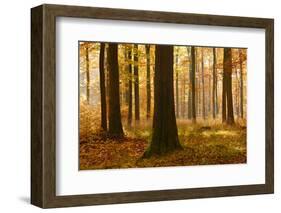 Sunny Beech Forest in Autumn, Harz, Near Allrode, Saxony-Anhalt, Germany-Andreas Vitting-Framed Photographic Print