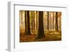 Sunny Beech Forest in Autumn, Harz, Near Allrode, Saxony-Anhalt, Germany-Andreas Vitting-Framed Photographic Print