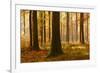 Sunny Beech Forest in Autumn, Harz, Near Allrode, Saxony-Anhalt, Germany-Andreas Vitting-Framed Photographic Print