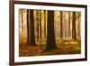 Sunny Beech Forest in Autumn, Harz, Near Allrode, Saxony-Anhalt, Germany-Andreas Vitting-Framed Photographic Print