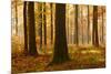 Sunny Beech Forest in Autumn, Harz, Near Allrode, Saxony-Anhalt, Germany-Andreas Vitting-Mounted Photographic Print