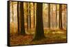 Sunny Beech Forest in Autumn, Harz, Near Allrode, Saxony-Anhalt, Germany-Andreas Vitting-Framed Stretched Canvas