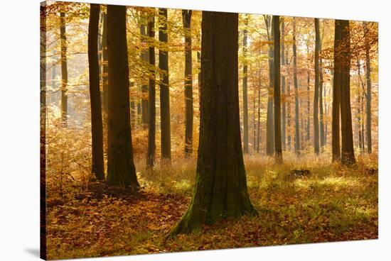 Sunny Beech Forest in Autumn, Harz, Near Allrode, Saxony-Anhalt, Germany-Andreas Vitting-Stretched Canvas