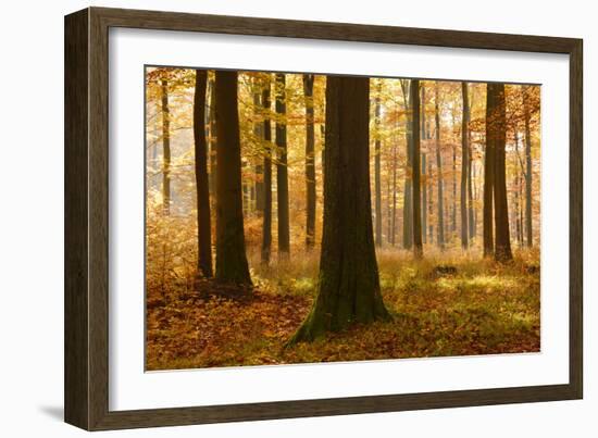 Sunny Beech Forest in Autumn, Harz, Near Allrode, Saxony-Anhalt, Germany-Andreas Vitting-Framed Photographic Print