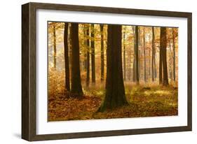 Sunny Beech Forest in Autumn, Harz, Near Allrode, Saxony-Anhalt, Germany-Andreas Vitting-Framed Photographic Print