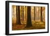 Sunny Beech Forest in Autumn, Harz, Near Allrode, Saxony-Anhalt, Germany-Andreas Vitting-Framed Photographic Print