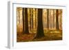 Sunny Beech Forest in Autumn, Harz, Near Allrode, Saxony-Anhalt, Germany-Andreas Vitting-Framed Photographic Print