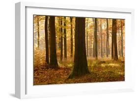 Sunny Beech Forest in Autumn, Harz, Near Allrode, Saxony-Anhalt, Germany-Andreas Vitting-Framed Photographic Print