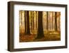 Sunny Beech Forest in Autumn, Harz, Near Allrode, Saxony-Anhalt, Germany-Andreas Vitting-Framed Premium Photographic Print