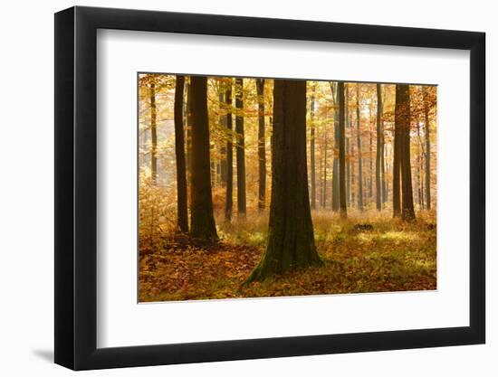 Sunny Beech Forest in Autumn, Harz, Near Allrode, Saxony-Anhalt, Germany-Andreas Vitting-Framed Premium Photographic Print