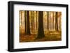 Sunny Beech Forest in Autumn, Harz, Near Allrode, Saxony-Anhalt, Germany-Andreas Vitting-Framed Premium Photographic Print