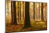 Sunny Beech Forest in Autumn, Harz, Near Allrode, Saxony-Anhalt, Germany-Andreas Vitting-Mounted Premium Photographic Print