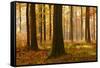 Sunny Beech Forest in Autumn, Harz, Near Allrode, Saxony-Anhalt, Germany-Andreas Vitting-Framed Stretched Canvas