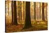 Sunny Beech Forest in Autumn, Harz, Near Allrode, Saxony-Anhalt, Germany-Andreas Vitting-Stretched Canvas