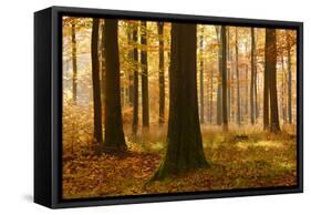 Sunny Beech Forest in Autumn, Harz, Near Allrode, Saxony-Anhalt, Germany-Andreas Vitting-Framed Stretched Canvas
