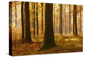 Sunny Beech Forest in Autumn, Harz, Near Allrode, Saxony-Anhalt, Germany-Andreas Vitting-Stretched Canvas