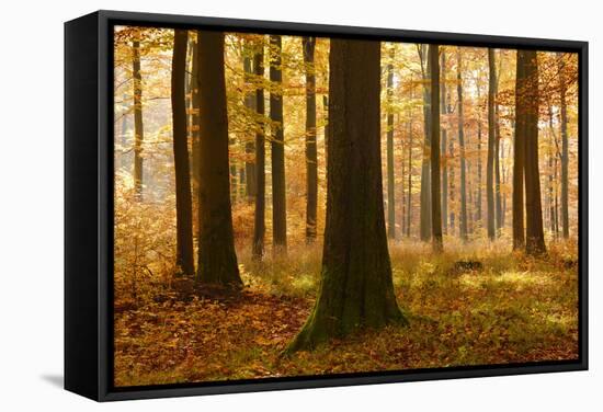 Sunny Beech Forest in Autumn, Harz, Near Allrode, Saxony-Anhalt, Germany-Andreas Vitting-Framed Stretched Canvas